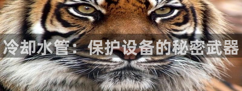 集宁天辰娱乐
